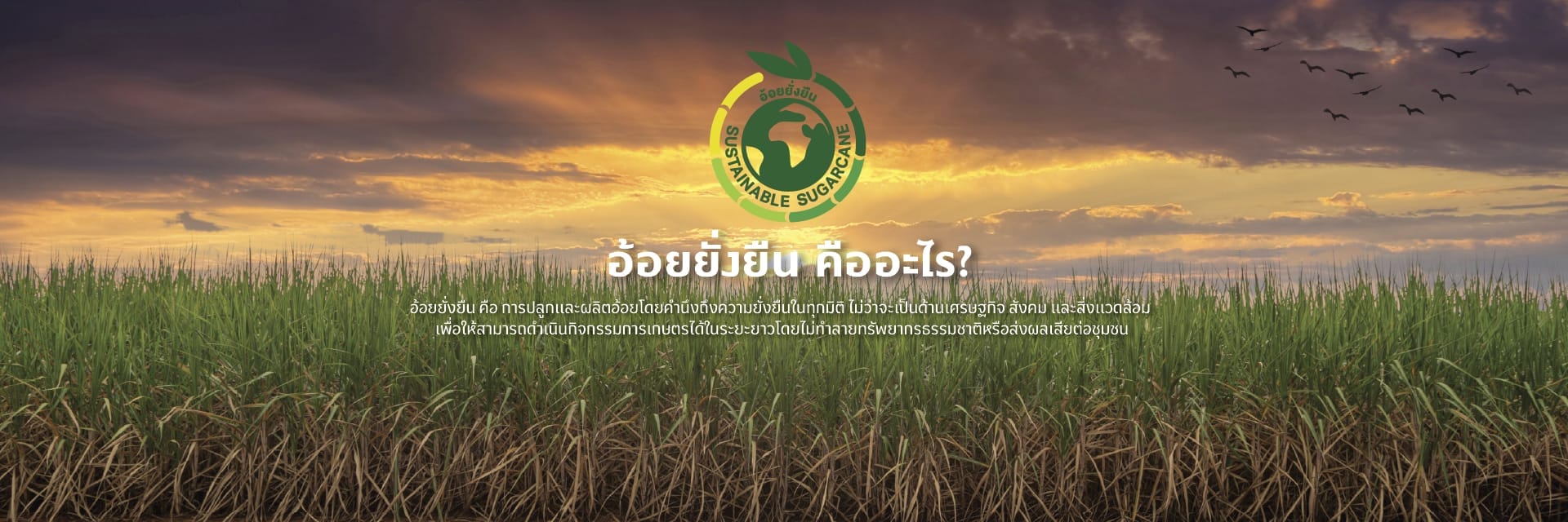 TSM-WEB-BANNER-Sustainable-